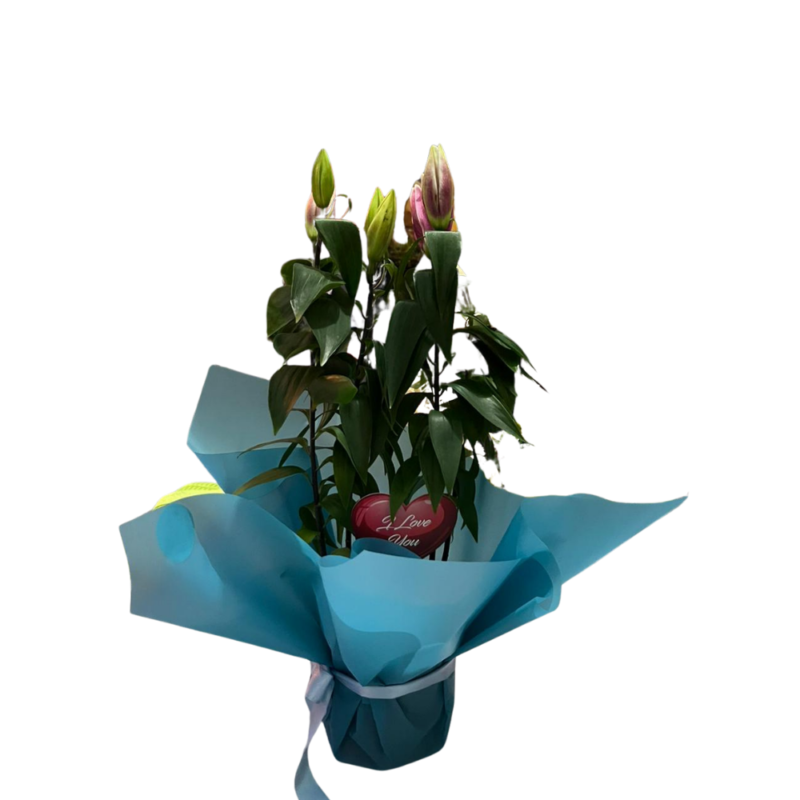 Küçük B. Pembe Lilium